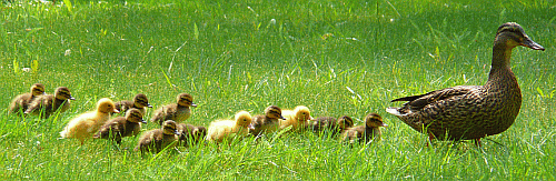 Image:Ducklings abound