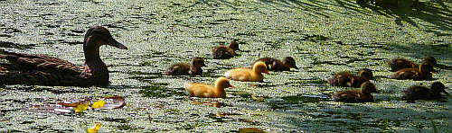 Image:Ducklings abound