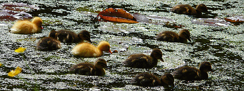 Image:Ducklings abound