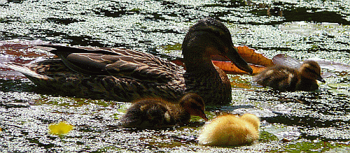 Image:Ducklings abound