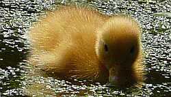 Image:Ducklings abound