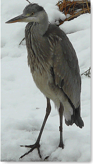 Image:(Un)expected flying visitor in my white garden