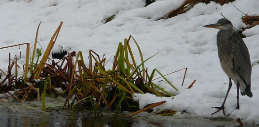 Image:(Un)expected flying visitor in my white garden